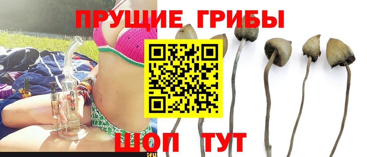 Галлюциногенные грибы MAGIC MUSHROOMS  как найти закладки  Волжск  Вход с VPN 